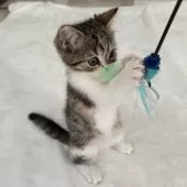 ミヌエット(長足)【千葉県・女の子・2025年9月21日・キャリコ】の写真8