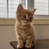 ミヌエット(長足)【千葉県・男の子・2025年9月21日・レッドタビー】の写真8