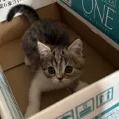 ミヌエット(長足)【千葉県・女の子・2025年9月21日・キャリコ】の写真9