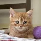 ミヌエット(長足)【千葉県・男の子・2025年9月21日・レッドタビー】の写真10