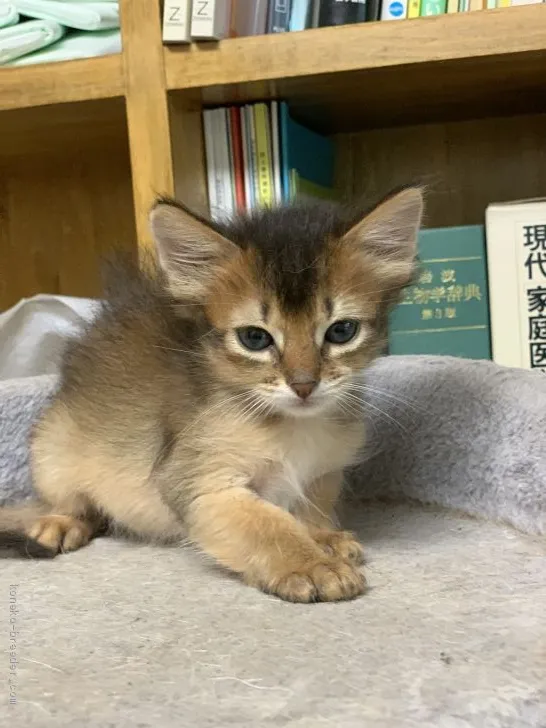 ID:2009-00645の子猫