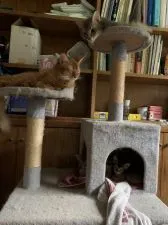 ソマリ【静岡県・男の子・2020年8月23日・ルディ】の写真3「家族仲良くお昼寝中おきちゃいましたー」