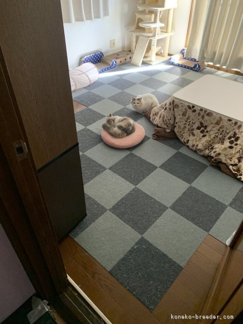 猫部屋にて｜大濱　慶太(おおはま　けいた)ブリーダー(千葉県・スコティッシュフォールド・ICC登録)の紹介写真5