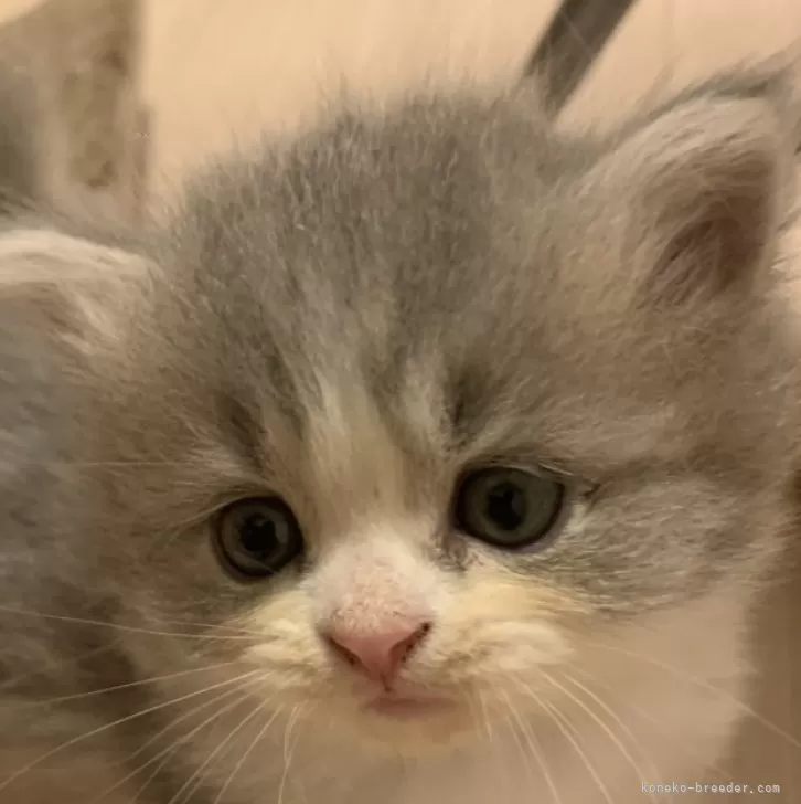 ID:2407-02005の子猫