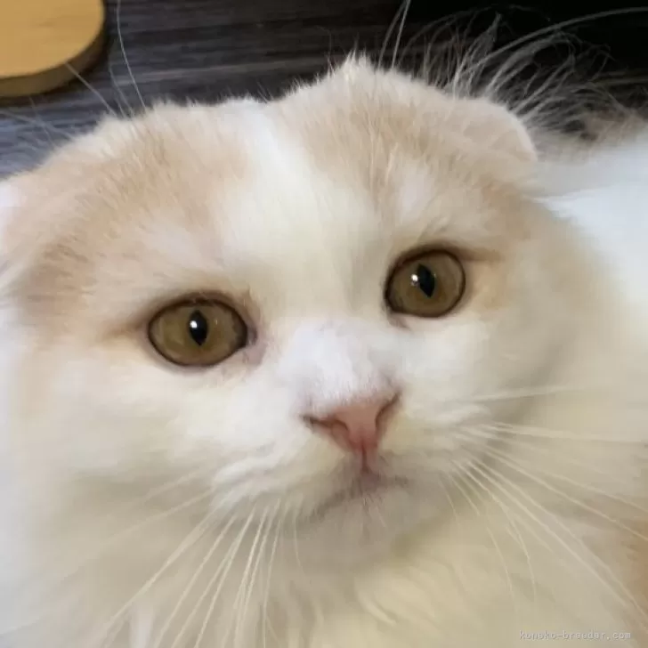 ID:2408-03138の子猫