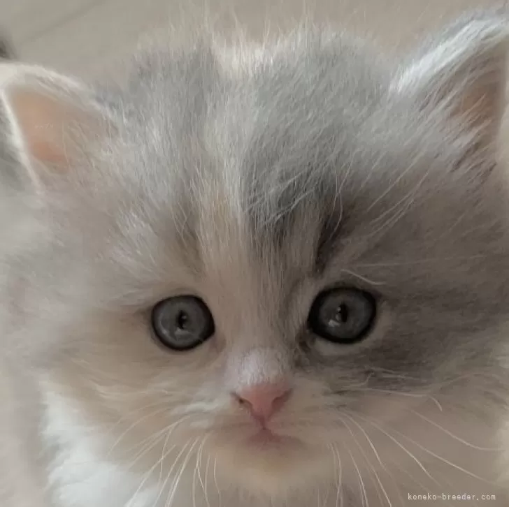 ID:2312-01033の子猫