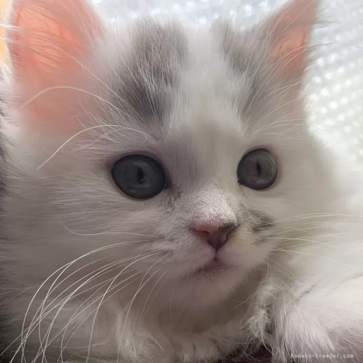 ID：2403-00067の子猫
