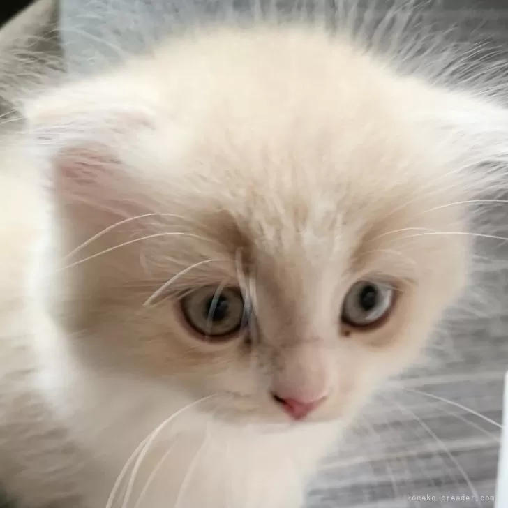 ID：2406-01997の子猫