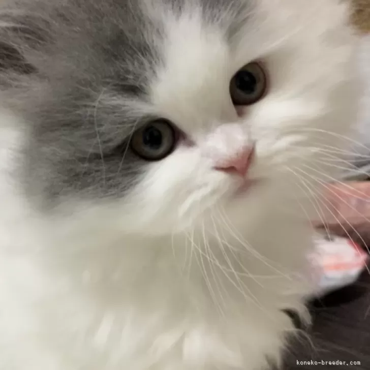 ID：2312-00351の子猫