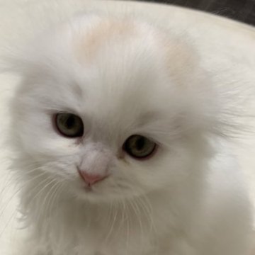 スコティッシュフォールド(折れ耳)【千葉県・男の子・2023年10月21日・クリーム&ホワイトバン（ロング）】の写真「折れ耳の白多めのクリームホワイトの男の子❗️」