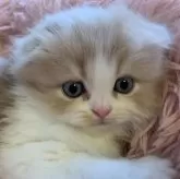 スコティッシュフォールド(折れ耳)【千葉県・男の子・2024年6月18日・クリーム&ホワイト】の写真1