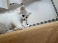 スコティッシュフォールド(立ち耳)【千葉県・男の子・2026年2月22日・クリームホワイトバン】の写真3