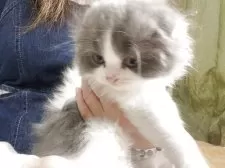スコティッシュフォールド(折れ耳)【千葉県・男の子・2025年3月13日・ブルー&ホワイト】の写真2