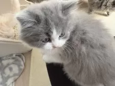スコティッシュフォールド(立ち耳)【千葉県・男の子・2025年10月8日・ブルーホワイト】の写真9