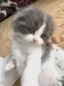 スコティッシュフォールド(折れ耳)【千葉県・男の子・2025年3月13日・ブルー&ホワイト】の写真13