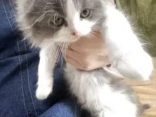 スコティッシュフォールド(折れ耳)【千葉県・男の子・2025年3月13日・ブルー&ホワイト】の写真3