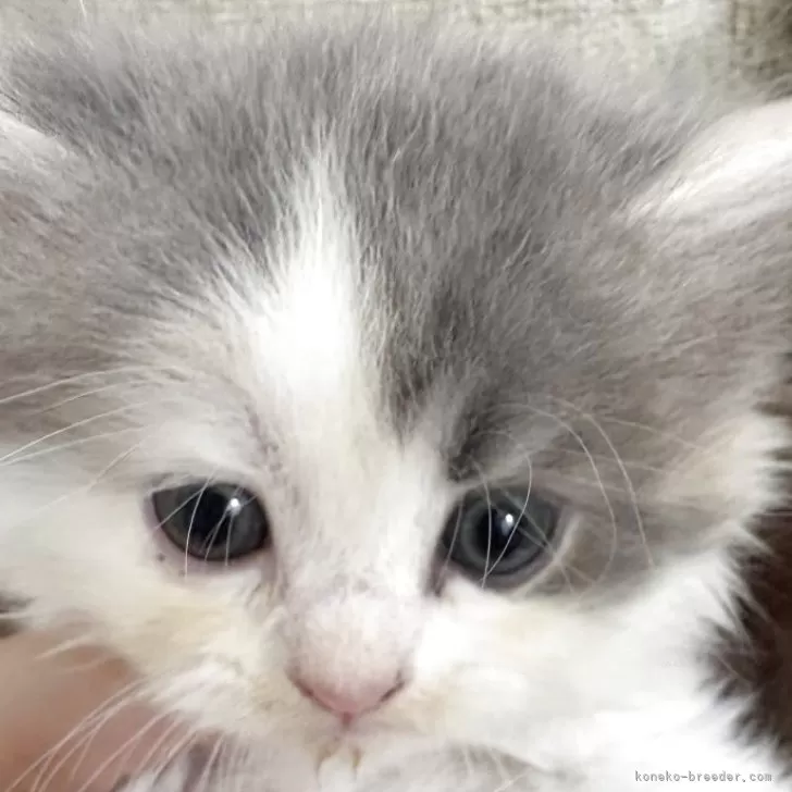 N 様のお迎えした子猫