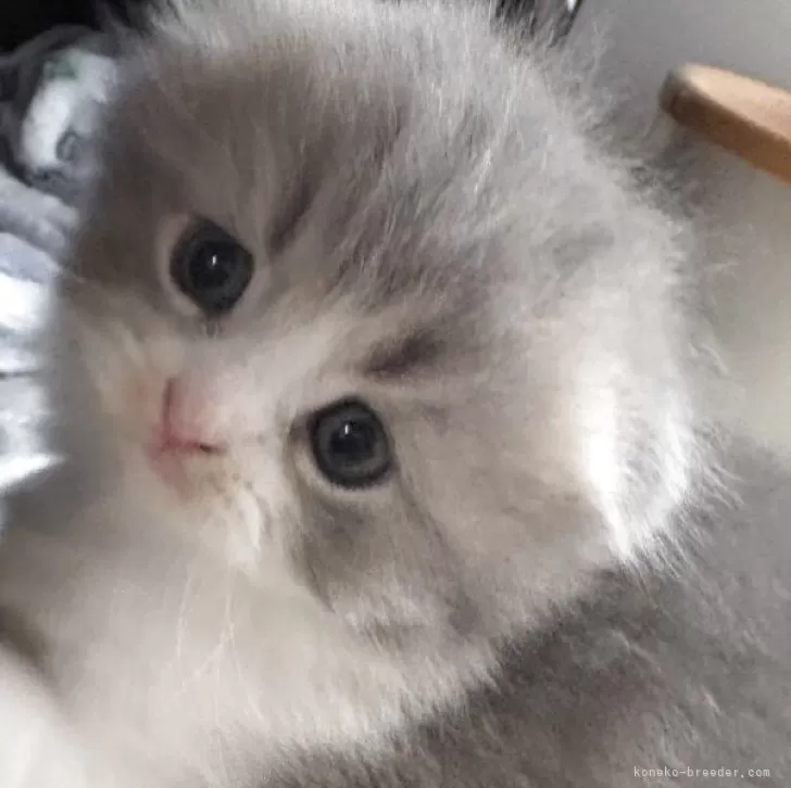 スコティッシュフォールド(折れ耳)【千葉県・女の子・2025年10月8日・ブルータビー&amp;ホワイト】の写真1