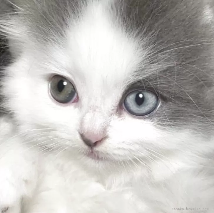 ID：2504-02301の子猫