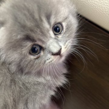 スコティッシュフォールド【千葉県・女の子・2025年10月8日・ブルータビー（ロングヘアー）】の写真「折れ耳ブルータビーのとっても可愛い女の子❣️」