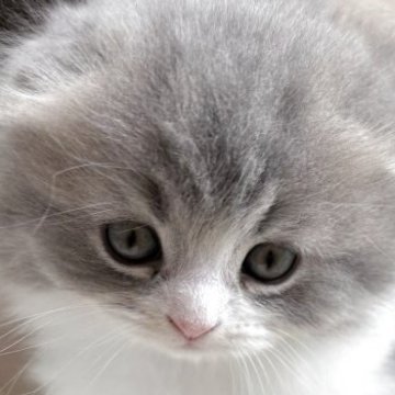 スコティッシュフォールド(折れ耳)【千葉県・女の子・2025年10月8日・ブルータビー&ホワイト（ロングヘアー）】の写真「ふわもこロングのめちゃかわ女の子❣️」