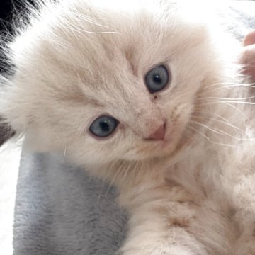 スコティッシュフォールド(折れ耳)【千葉県・男の子・2025年10月8日・クリームタビー（ロング）】の写真「ふわふわ毛並みクリーム色のイケメンくん❣️」