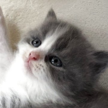 スコティッシュフォールド(立ち耳)【千葉県・男の子・2025年10月8日・ブルーホワイト】の写真「ブルーホワイトのハチワレ猫ちゃん❣️」