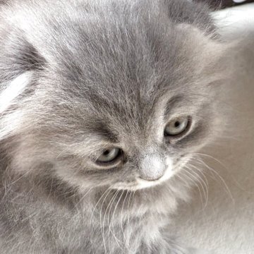 スコティッシュフォールド(折れ耳)【千葉県・女の子・2025年10月8日・ブルータビー（ロングヘアー）】の写真「折れ耳ブルータビーのとっても可愛い女の子❣️」