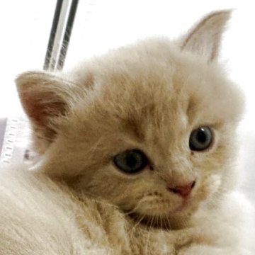 スコティッシュフォールド(立ち耳)【千葉県・男の子・2025年7月14日・クリームタビー（ロング）】の写真「クリームぽてぽての可愛い赤ちゃん😺」