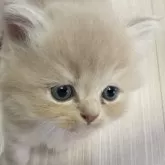 スコティッシュフォールド(立ち耳)