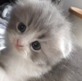 スコティッシュフォールド(折れ耳)