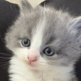 スコティッシュフォールド(立ち耳)