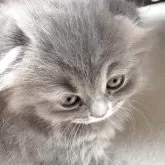 スコティッシュフォールド(折れ耳)