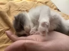 スコティッシュフォールド(折れ耳)【千葉県・男の子・2025年3月13日・ブルー&ホワイト】の写真7