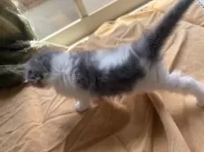 スコティッシュフォールド(折れ耳)【千葉県・男の子・2025年3月13日・ブルー&ホワイト】の写真10