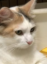 サイベリアン【・女の子・2019年5月3日・キャリコ】