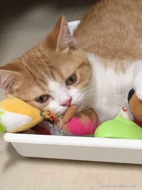 ID：1903-00892の子猫