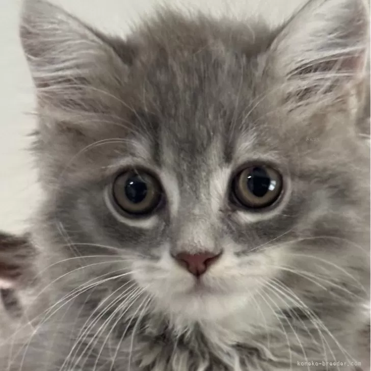 ID:2410-00059の子猫