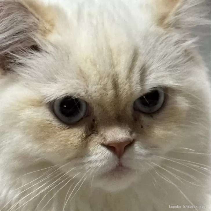 ID:2402-00201の子猫