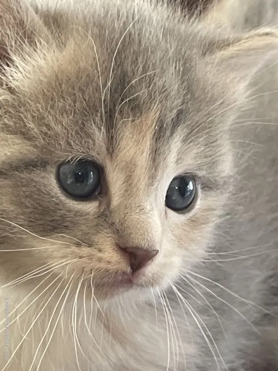 みっちゃん 様のお迎えした子猫