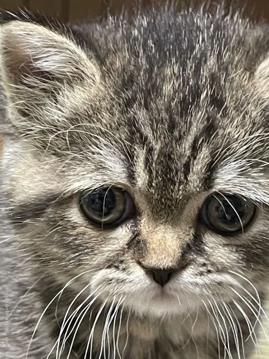 ID：2012-01715の子猫