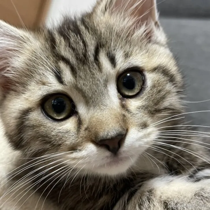 ID:2302-02012の子猫