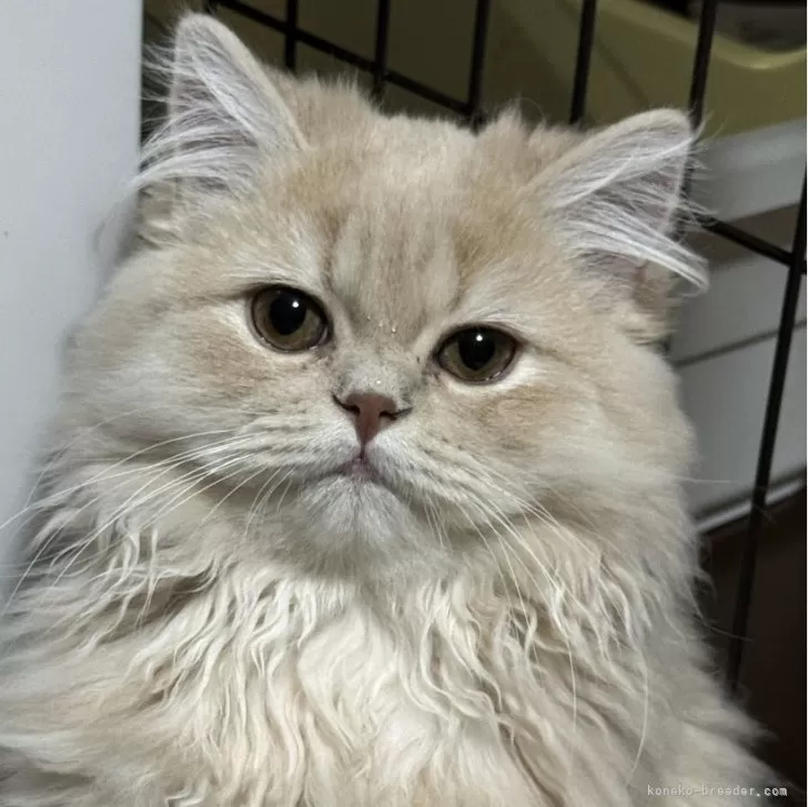 ID:2310-02477の子猫