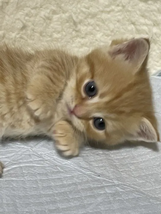 ID：2112-01027の子猫