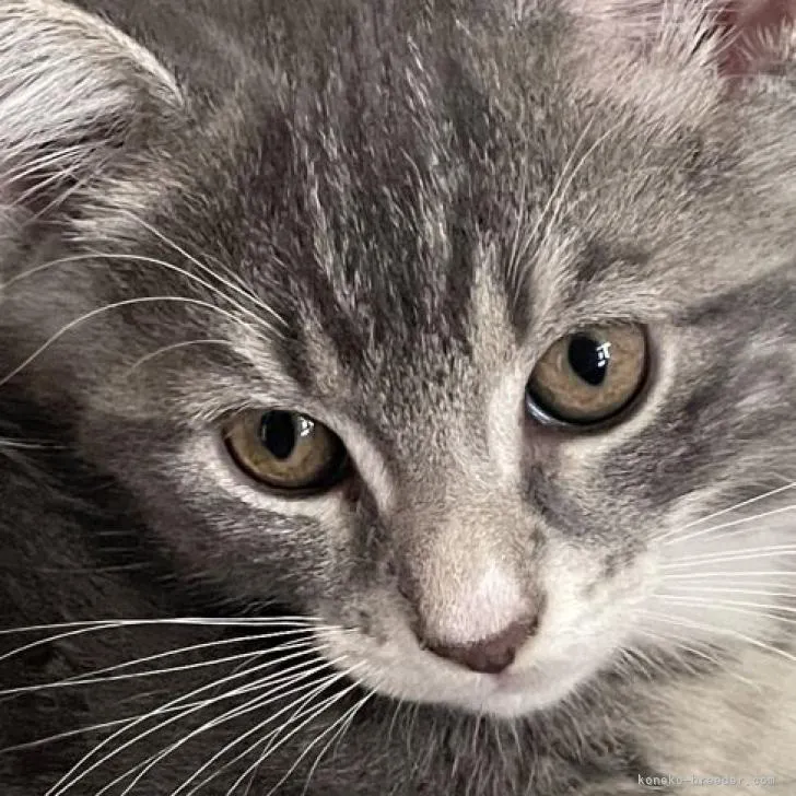 ID:2206-00539の子猫
