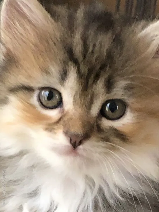 ID：2009-00494の子猫