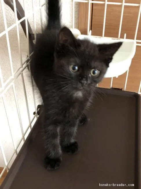 ID:1908-00151の子猫
