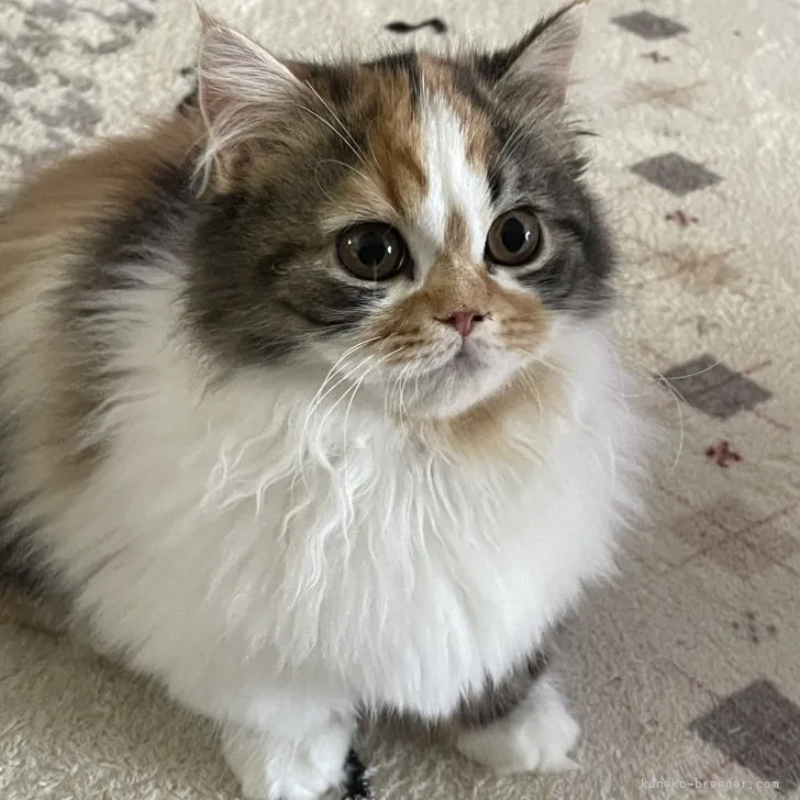 ID：2305-01398の子猫