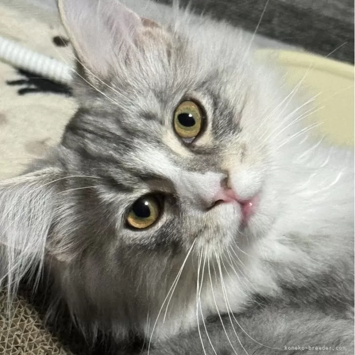 ID:2309-00638の子猫