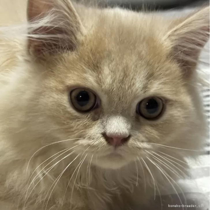 ID：2406-00590の子猫